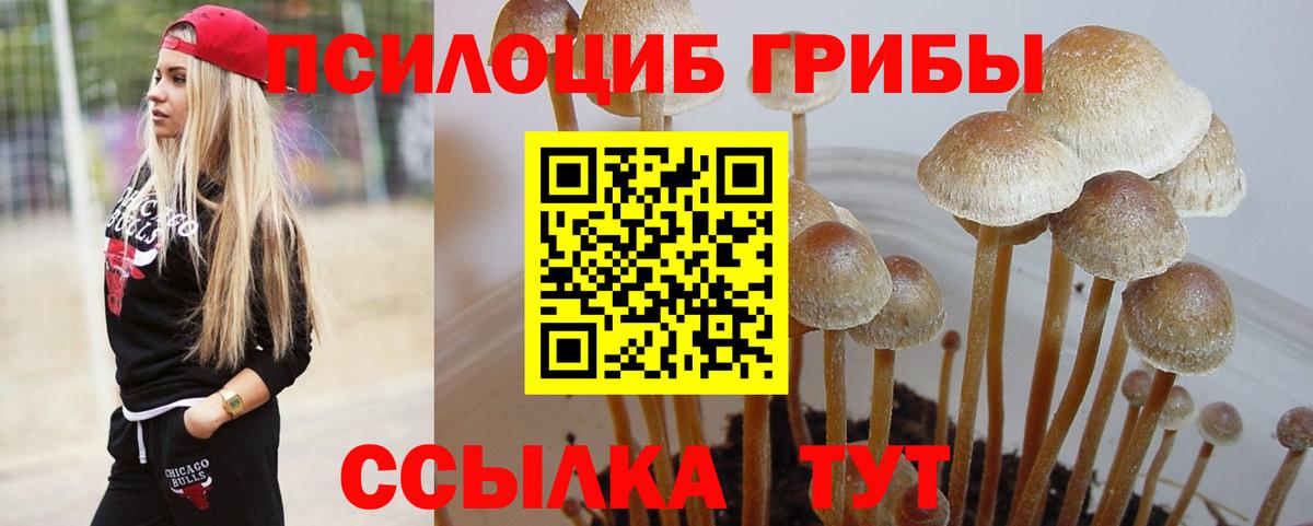 Галлюциногенные грибы Cubensis  Вход с VPN  Зеленогорск  Галлюциногенные грибы Magic Shrooms 